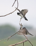 Eastern Kingbirds 8627